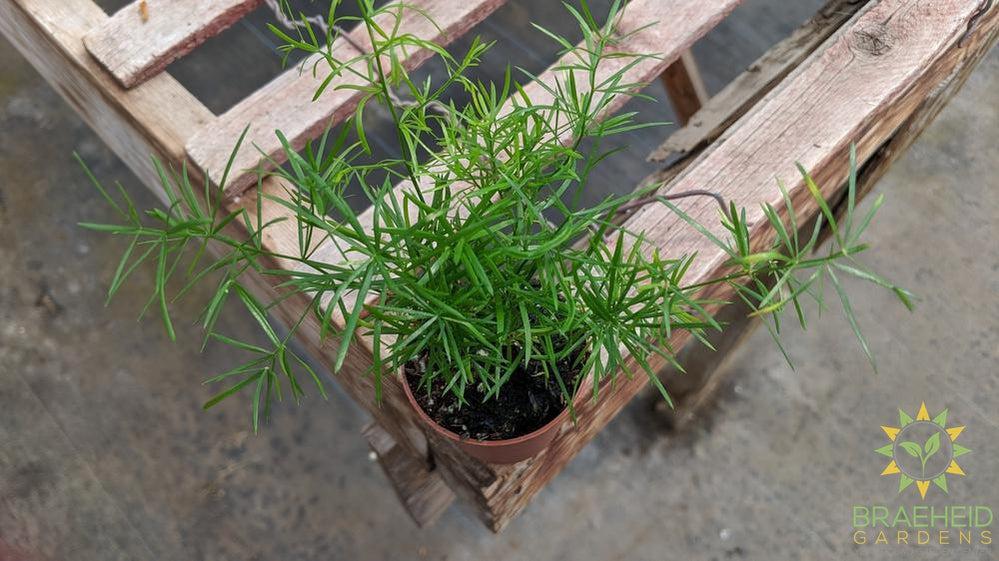 Asparagus Fern