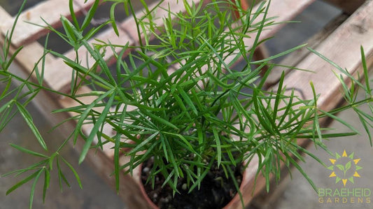 Asparagus Fern