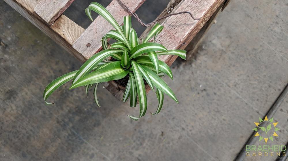 Spider Plant