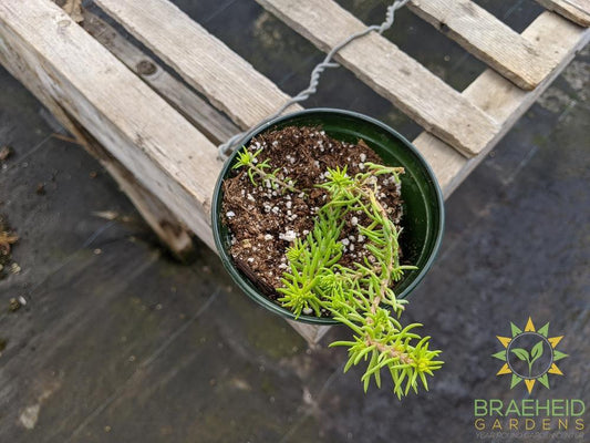 Sedum 'Rupestre Angelina'