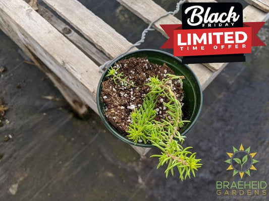 Sedum 'Rupestre Angelina'