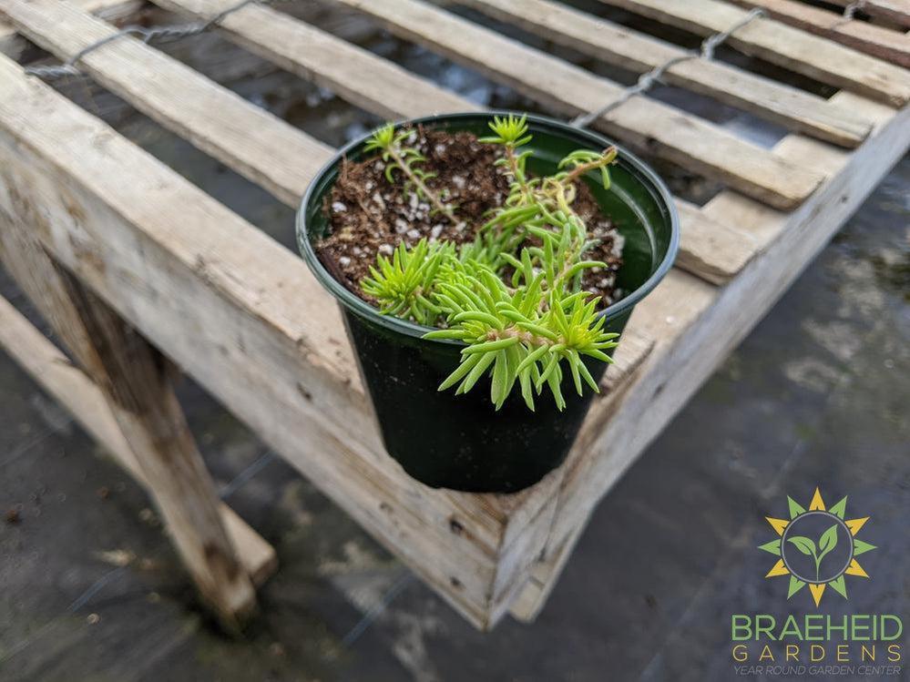 Sedum 'Rupestre Angelina'