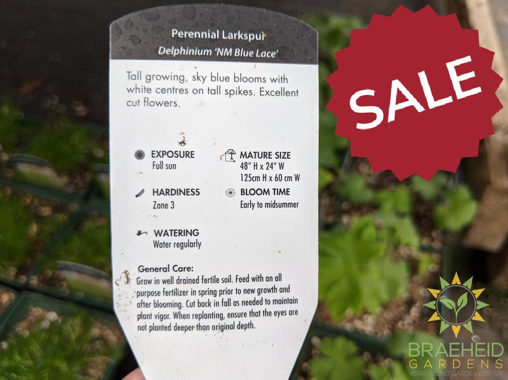 Delphinium 'NW Blue Lace' - NO SHIP -