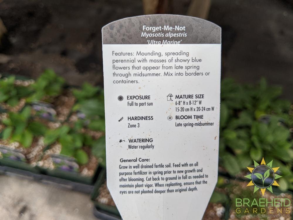 Myosotis 'Ultra Marine' - NO SHIP -