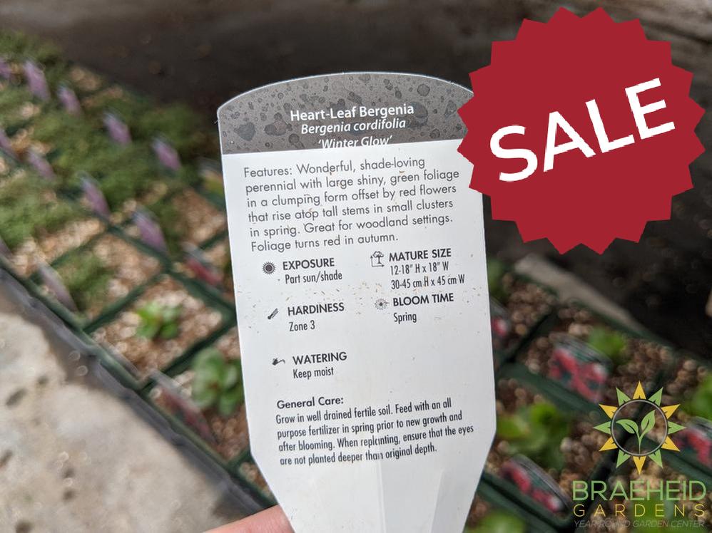 Bergenia 'Winter Glow' - NO SHIP -
