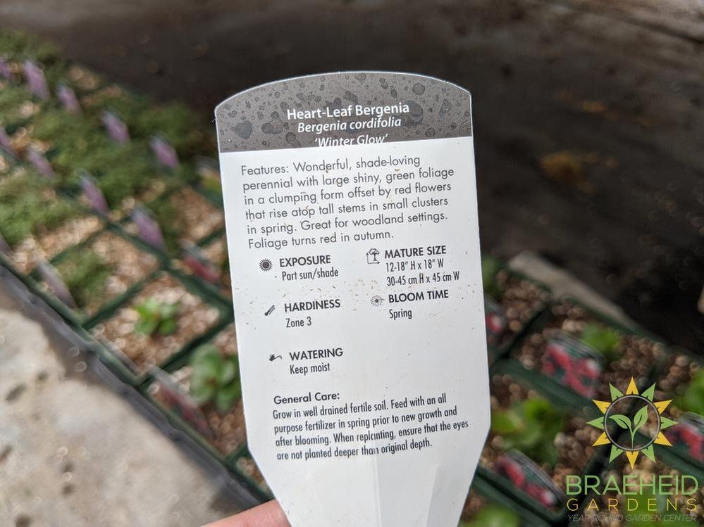 Bergenia 'Winter Glow' - NO SHIP -