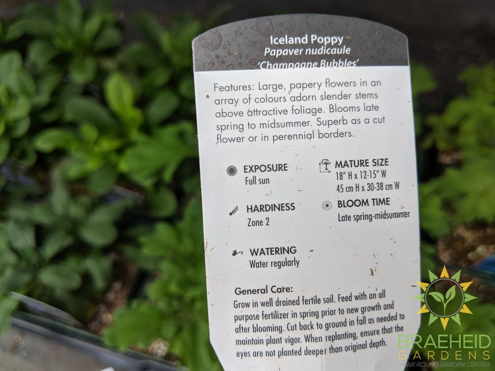 Iceland Poppy 'Champagne Bubbles' - NO SHIP -