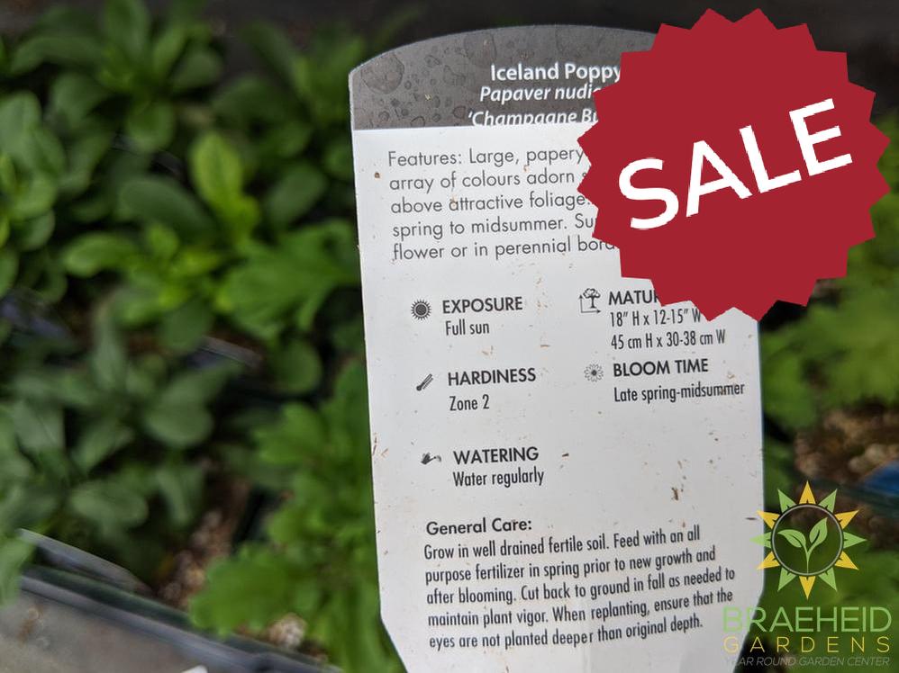 Iceland Poppy 'Champagne Bubbles' - NO SHIP -