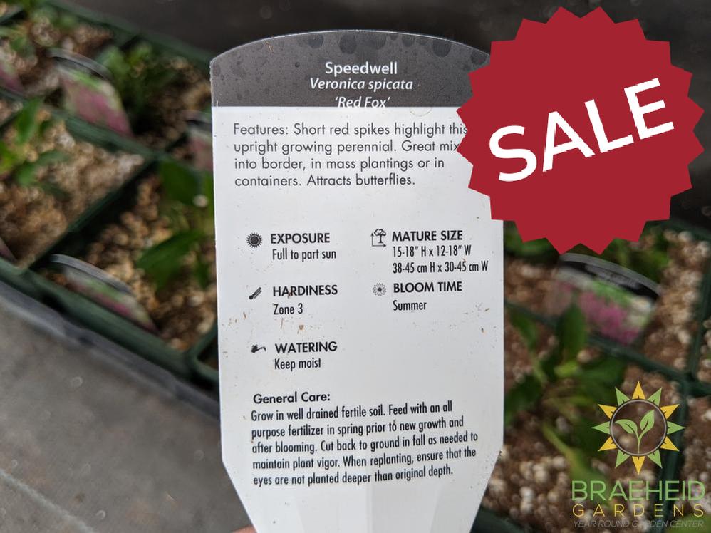 Veronica (Speedwell) 'Red Fox' - NO SHIP -