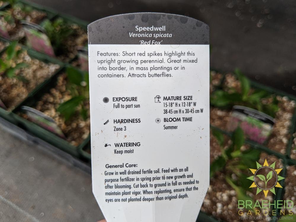 Veronica (Speedwell) 'Red Fox' - NO SHIP -