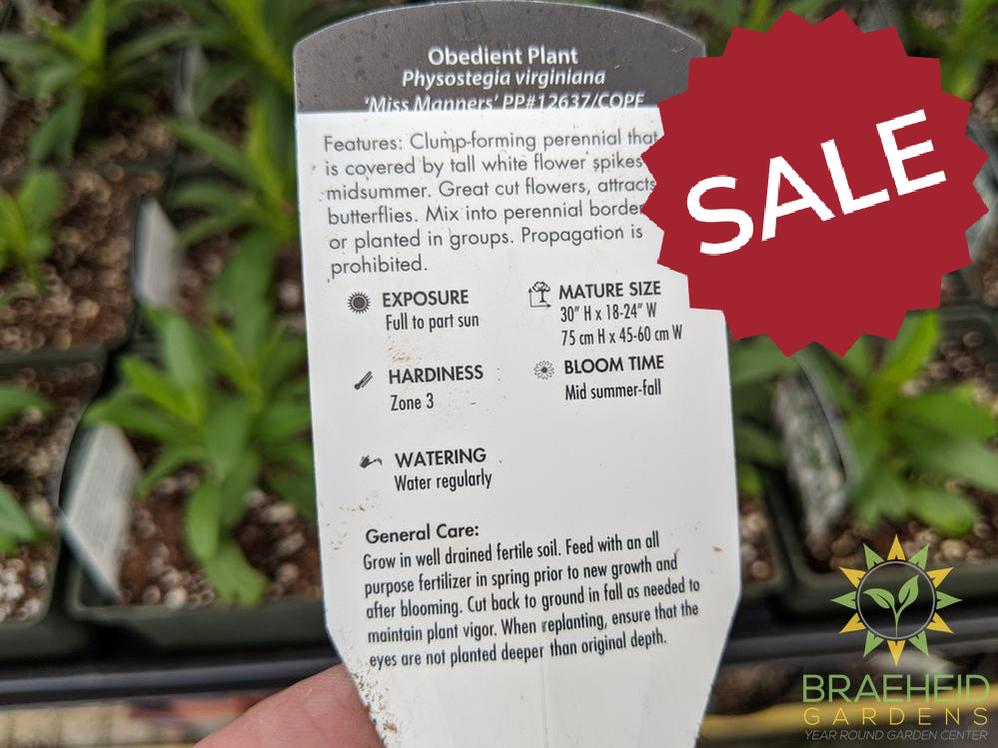 Obedient Plant 'Miss Manners' - NO SHIP -