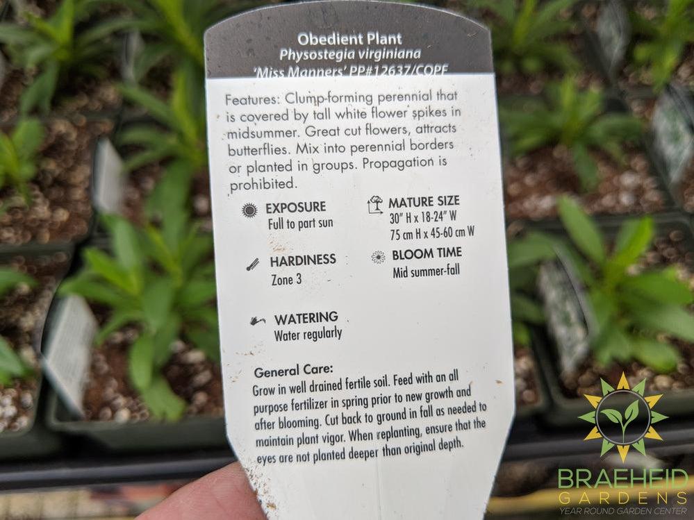 Obedient Plant 'Miss Manners' - NO SHIP -