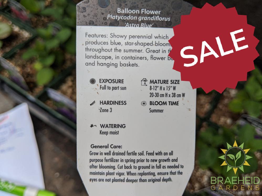 Balloon Flower 'Astra Blue' - NO SHIP -