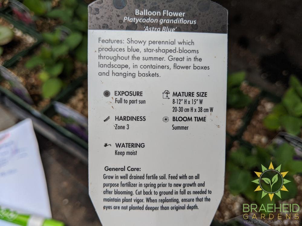 Balloon Flower 'Astra Blue' - NO SHIP -