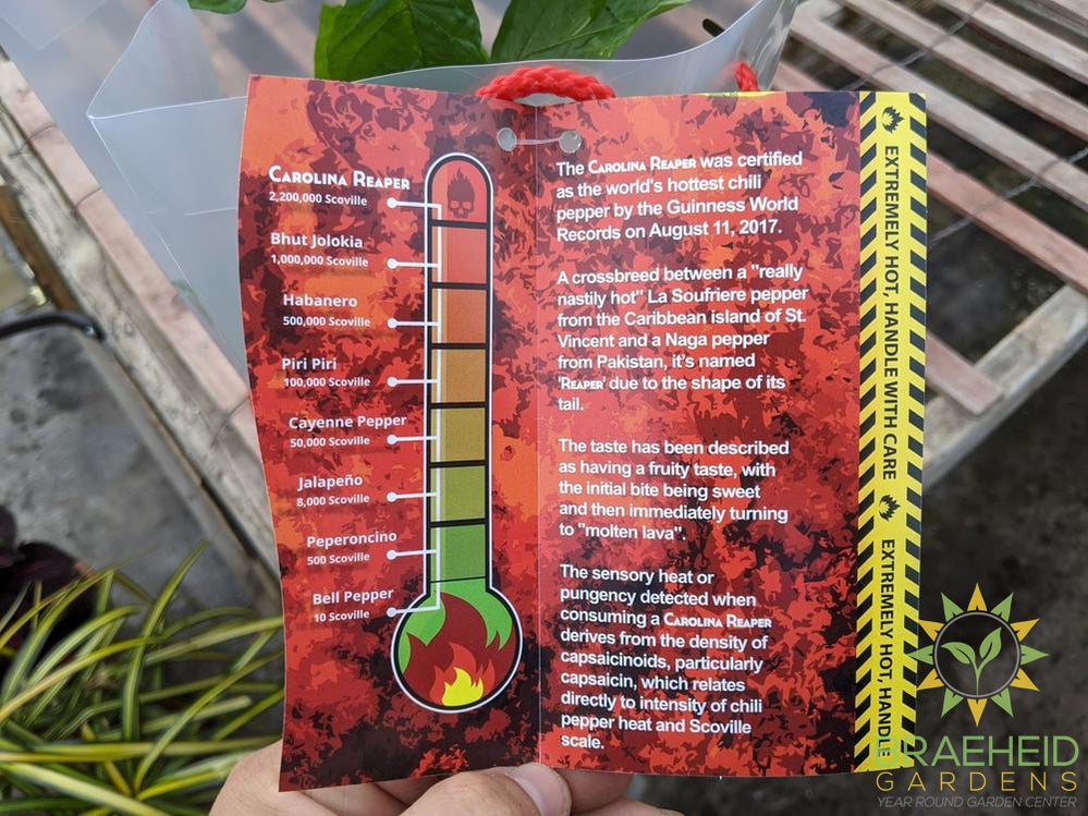 Carolina Reaper - NO SHIP -