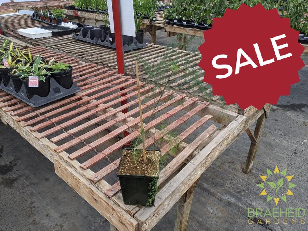 Asparagus plant -NO SHIP-
