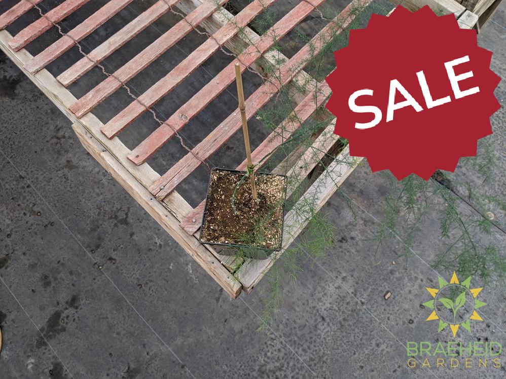 Asparagus plant -NO SHIP-