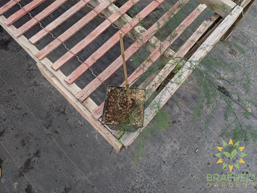 Asparagus plant -NO SHIP-