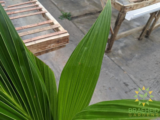 Large Coconut Palm - NO SHIP -