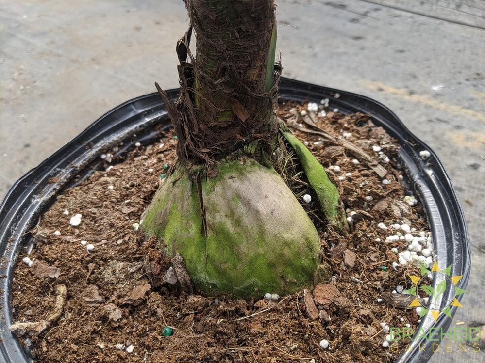 Large Coconut Palm - NO SHIP -