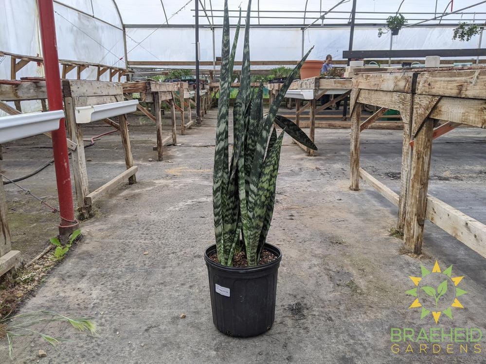 Large Black Coral Sansevieria - NO SHIP