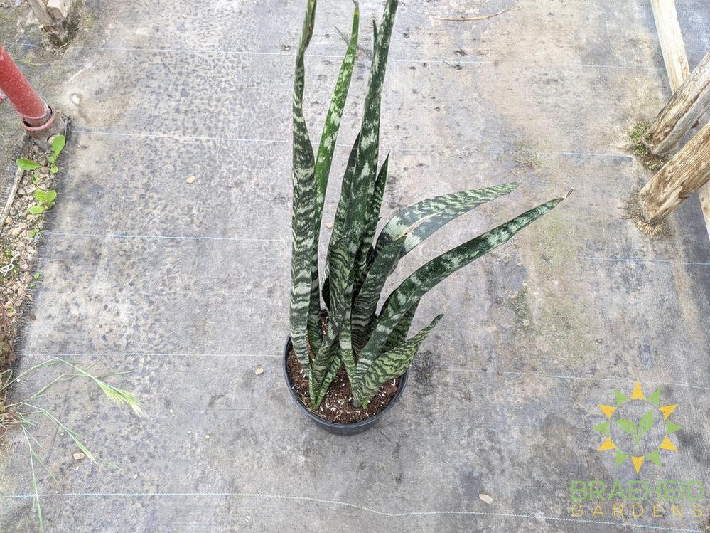 Large Black Coral Sansevieria - NO SHIP
