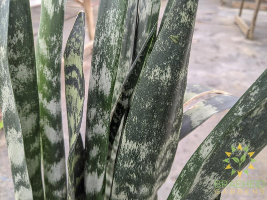 Large Black Coral  Sansevieria - NO SHIP