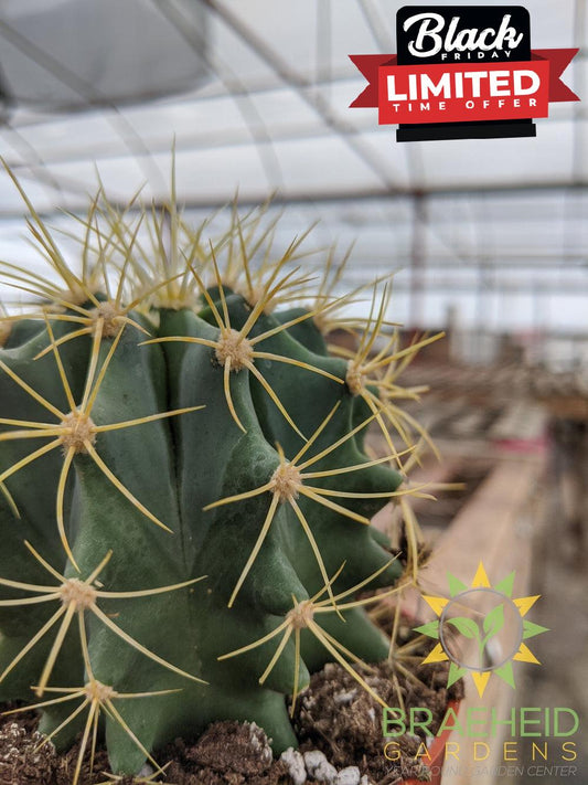 Cactus - Ferocactus Glaucescens
