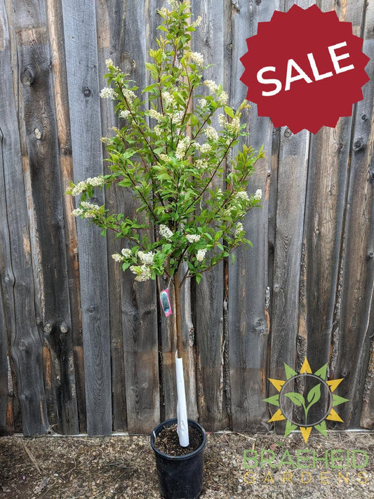 Advance Mayday- Tree for sale, Grown in Grande Prairie -Braeheid Gardens Ltd. on Emerson Trail