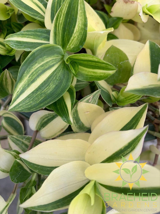 Yellow Zebra Wandering Jew Hanging Basket - NO SHIP