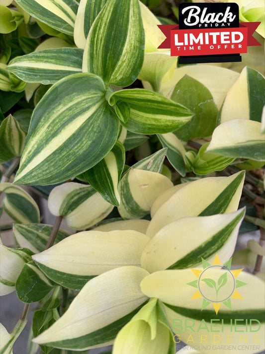 Yellow Zebra Wandering Jew Hanging Basket - NO SHIP