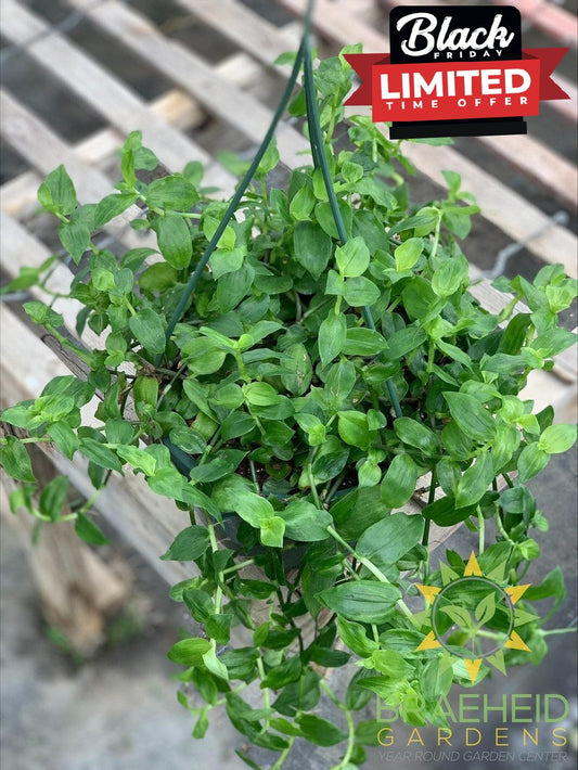 Green Wandering Jew Hanging Basket