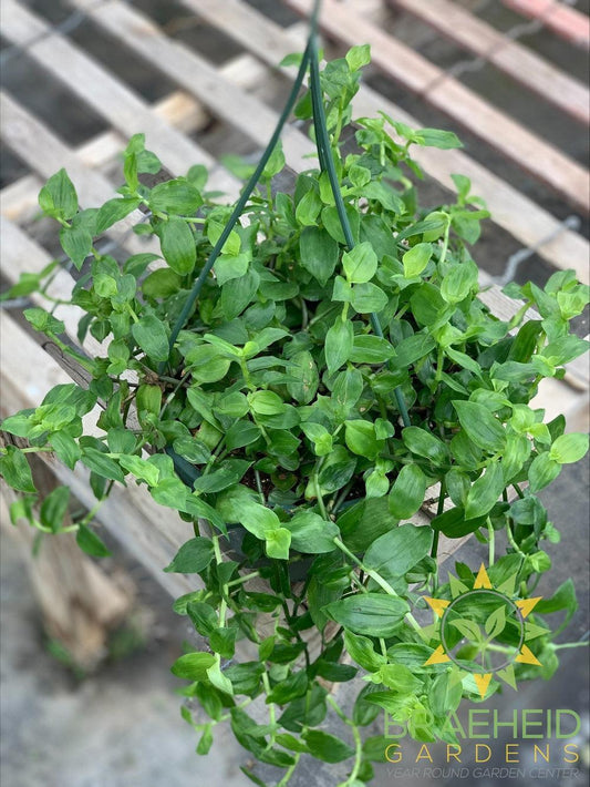 Green Wandering Jew Hanging Basket