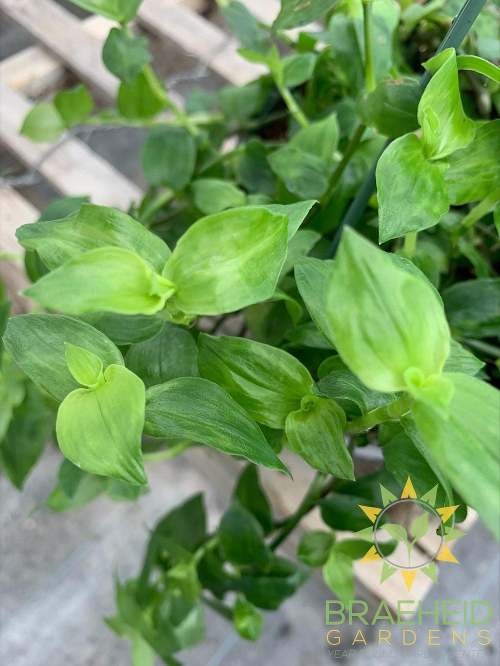 Green Wandering Jew Hanging Basket