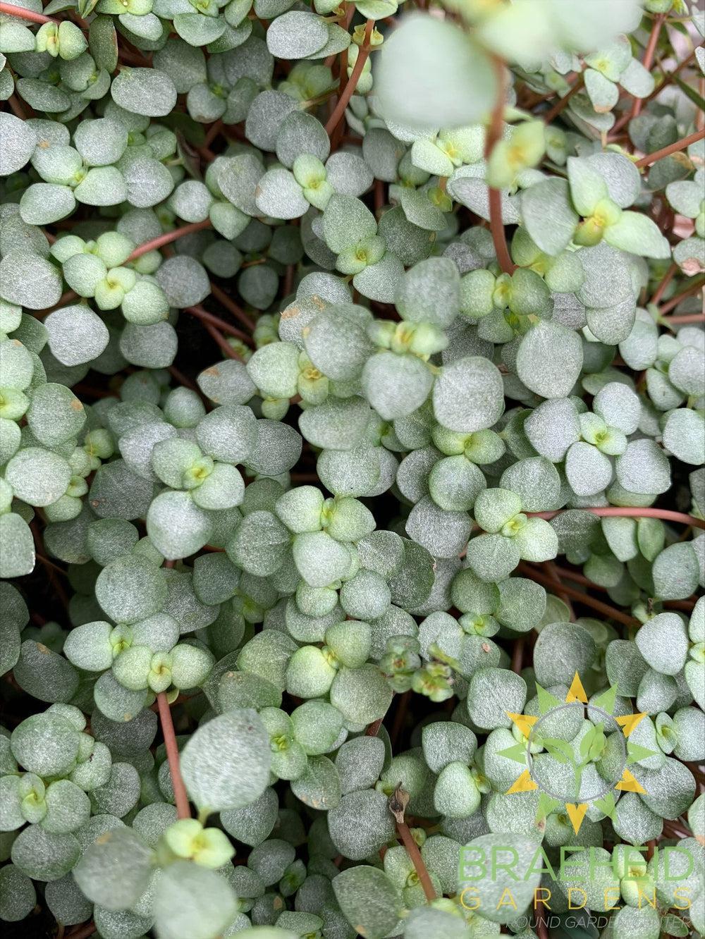 Pilea Glauca Aquamarine Hanging Basket