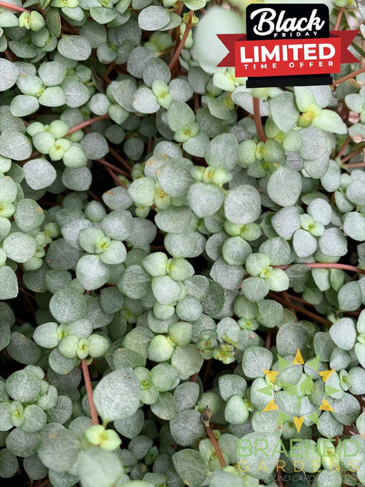 Pilea Glauca Aquamarine Hanging Basket