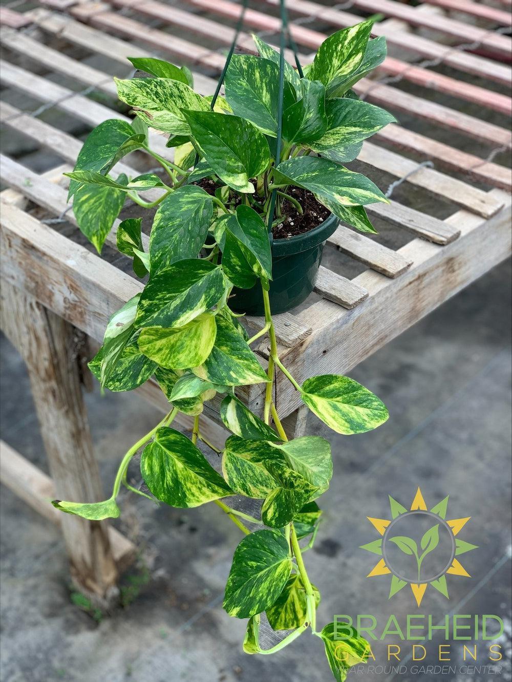 Golden Pothos Hanging Basket NO SHIP
