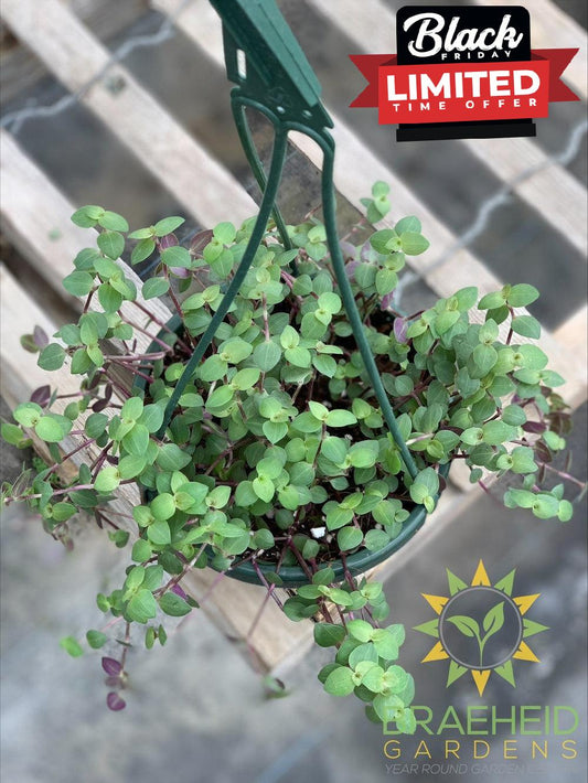 Turtle Vine - Callisia Hanging Basket