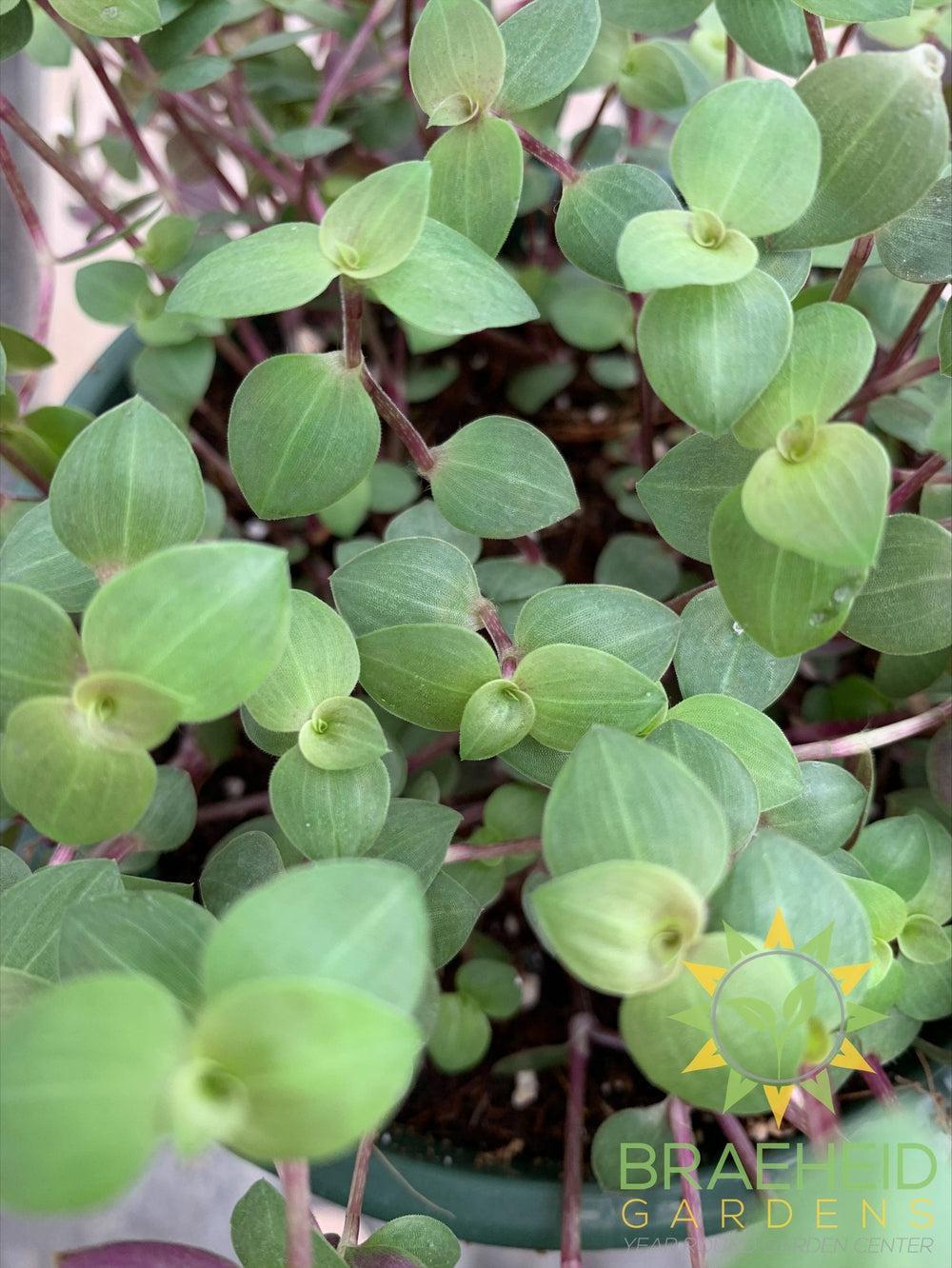 Turtle Vine - Callisia Hanging Basket