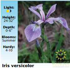Iris Versicolor