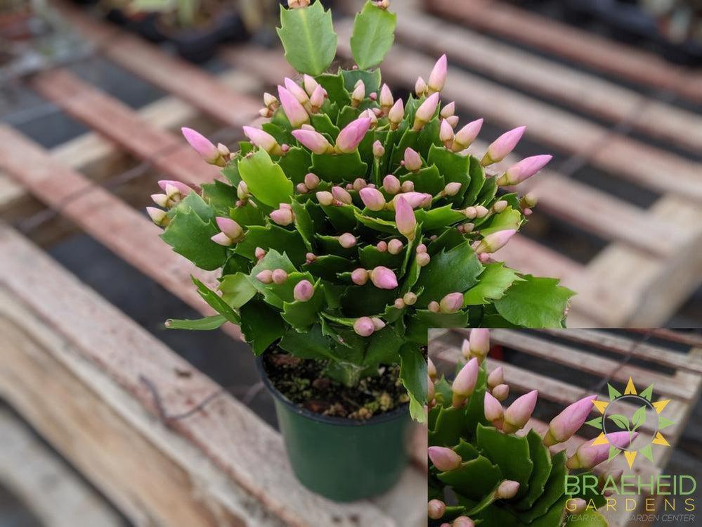 Light Pink Thanksgiving cactus