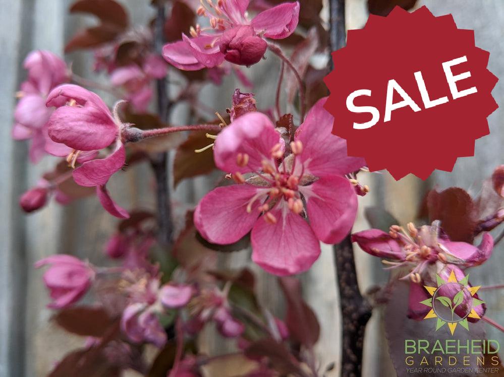 Thunderchild Flowering Crabapple- Tree for sale, Grown in Grande Prairie -Braeheid Gardens Ltd. on Emerson Trail