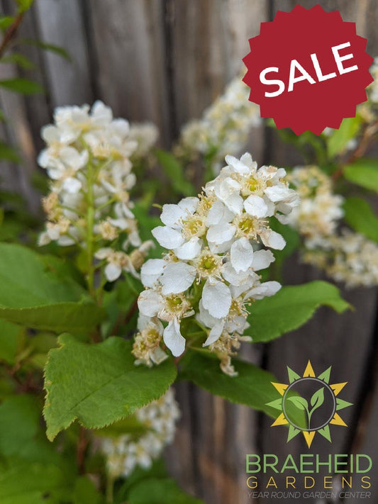 Advance Mayday- Tree for sale, Grown in Grande Prairie -Braeheid Gardens Ltd. on Emerson Trail