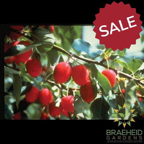 Edible Dolgo Crabapple- Tree for sale, Grown in Grande Prairie -Braeheid Gardens Ltd. on Emerson Trail