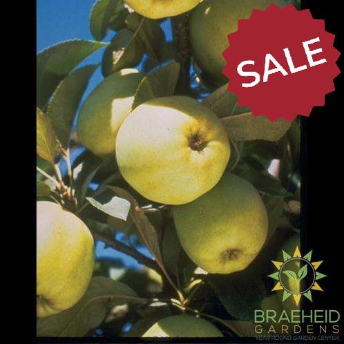 Heyer #12 Apple- Tree for sale, Grown in Grande Prairie -Braeheid Gardens Ltd. on Emerson Trail