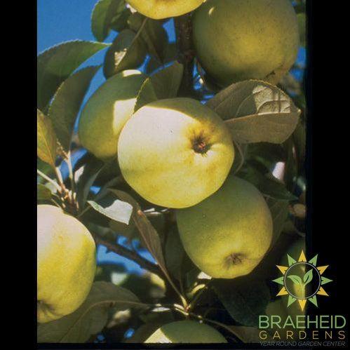 Heyer #12 Apple- Tree for sale, Grown in Grande Prairie -Braeheid Gardens Ltd. on Emerson Trail
