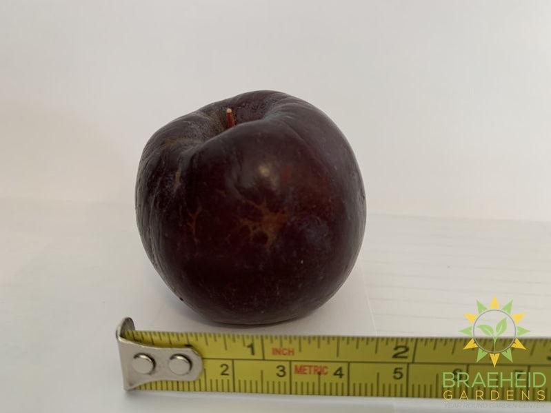 Kerr Apple- Tree for sale, Grown in Grande Prairie -Braeheid Gardens Ltd. on Emerson Trail