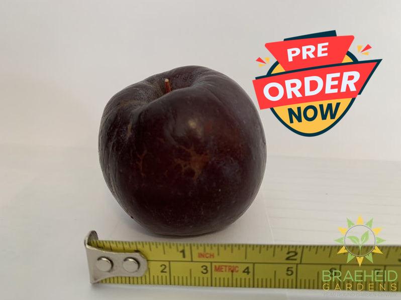 Kerr Apple- Tree for sale, Grown in Grande Prairie -Braeheid Gardens Ltd. on Emerson Trail