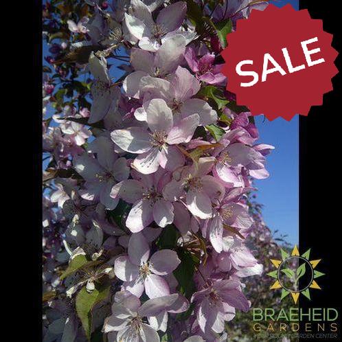Pink Spires Flowering Crabapple- Tree for sale, Grown in Grande Prairie -Braeheid Gardens Ltd. on Emerson Trail