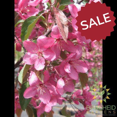 Radiant Flowering Crabapple- Tree for sale, Grown in Grande Prairie -Braeheid Gardens Ltd. on Emerson Trail